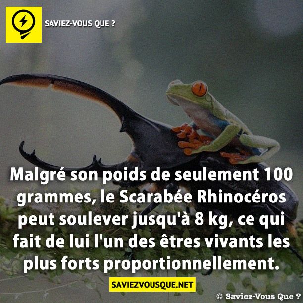 Malgré son poids de seulement 100 grammes, le Scarabée Rhinocéros peut soulever jusqu&#039;à 8 kg, ce qui fait de lui l&#039;un des êtres vivants les plus forts proportionnellement.