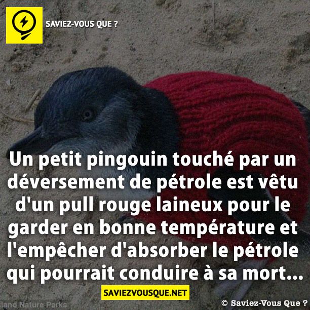 Un petit pingouin touché par un déversement de pétrole est vêtu d&#039;un pull rouge laineux pour le garder en bonne température et l&#039;empêcher d&#039;absorber le pétrole qui pourrait conduire à sa mort …