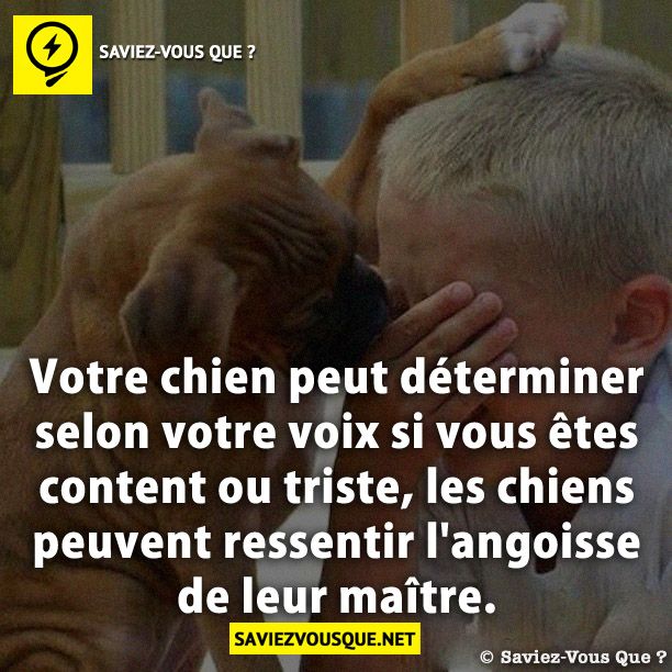 Votre chien peut déterminer selon votre voix si vous êtes content ou triste, les chiens peuvent ressentir l&#039;angoisse de leur maître.