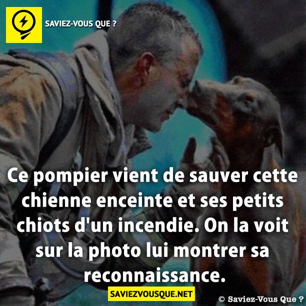 Ce pompier vient de sauver cette chienne enceinte et ses petits chiots d&#039;un incendie. On la voit sur la photo lui montrer sa reconnaissance.