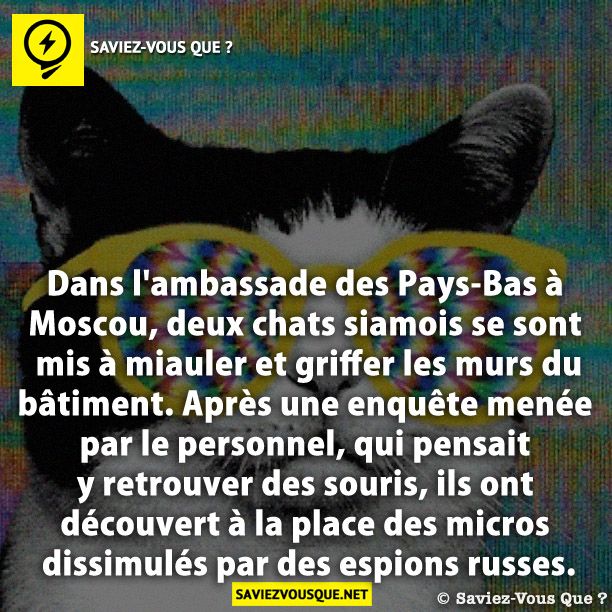 Dans l&#039;ambassade des Pays-Bas à Moscou, deux chats siamois se sont mis à miauler et griffer les murs du bâtiment. Après une enquête menée par le personnel, qui pensait y retrouver des souris, ils ont découvert à la place des micros dissimulés par des espions russes.