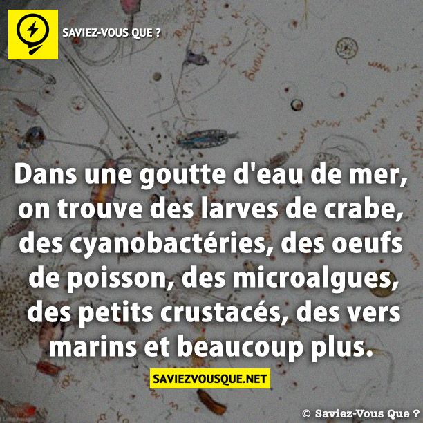 Dans une goutte d&#039;eau de mer, on trouve des larves de crabe, des cyanobactéries, des oeufs de poisson, des microalgues, des petits crustacés, des vers marins et beaucoup plus.
