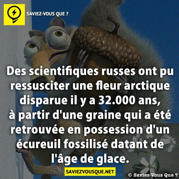 Des scientifiques russes ont pu ressusciter une fleur arctique disparue il y a 32.000 ans, à partir d&#039;une graine qui a été retrouvée en possession d&#039;un écureuil fossilisé datant de l&#039;âge de glace.
