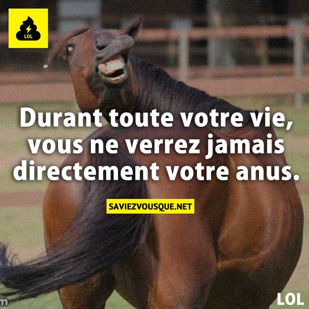 Durant toute votre vie, vous ne verrez jamais directement votre anus.