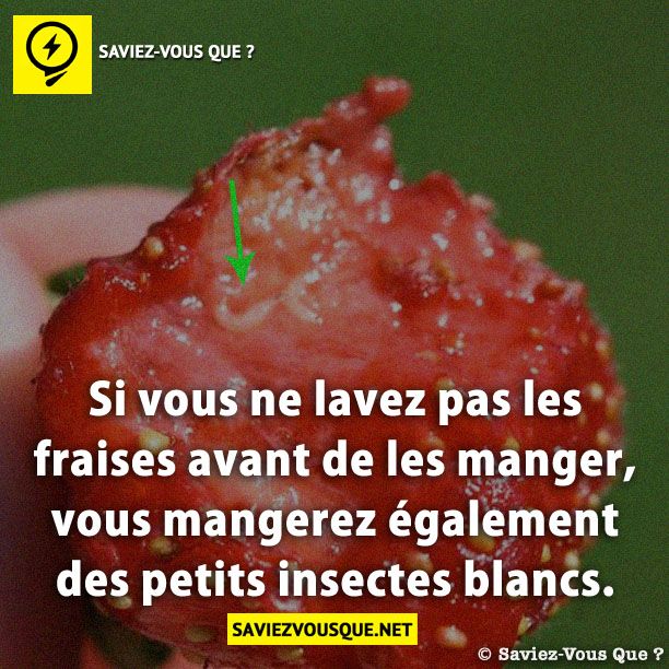 Si vous ne lavez pas les fraises avant de les manger, vous mangerez également des petits insectes blancs.