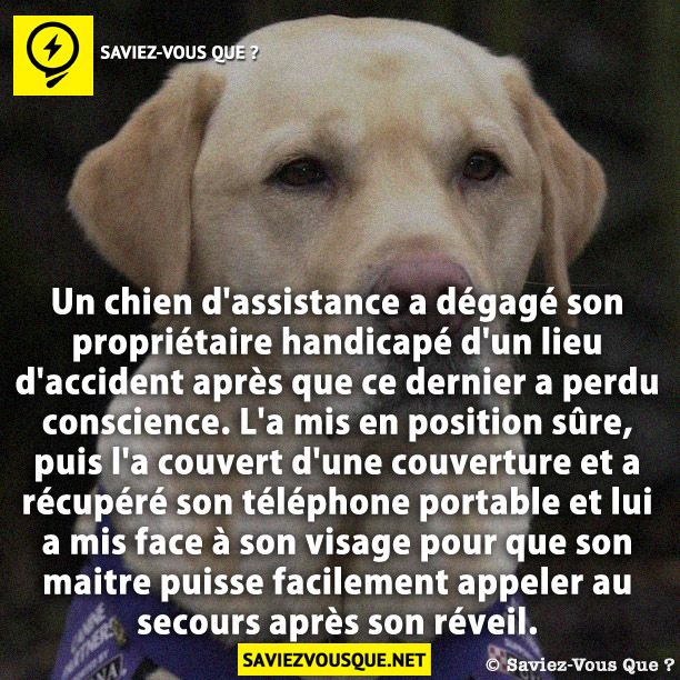 Un chien d&#039;assistance a dégagé son propriétaire handicapé d&#039;un lieu d&#039;accident après que ce dernier a perdu conscience. L&#039;a mis en position sûre, puis l&#039;a couvert d&#039;une couverture et a récupéré son téléphone portable et lui a mis face à son visage pour que son maitre puisse facilement appeler au secours après son réveil.