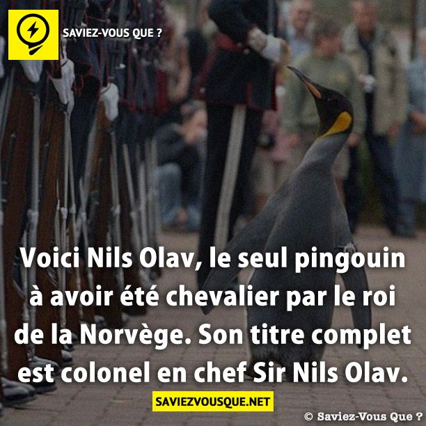 Voici Nils Olav, le seul pingouin à avoir été chevalier par le roi de la Norvège. Son titre complet est colonel en chef Sir Nils Olav.
