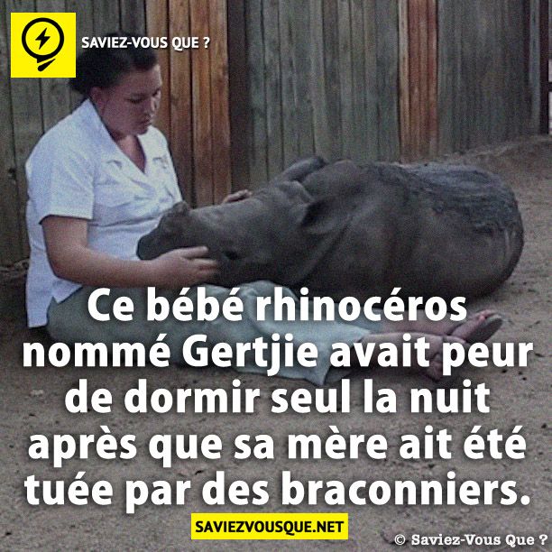 Ce bébé rhinocéros nommé Gertjie avait peur de dormir seul la nuit après que sa mère ait été tuée par des braconniers.
