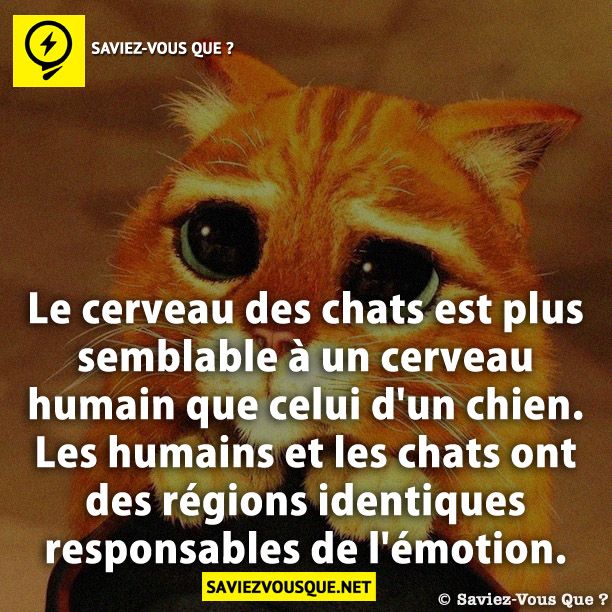 e cerveau des chats est plus semblable à un cerveau humain que celui d&#039;un chien. Les humains et les chats ont des régions identiques responsables de l&#039;émotion.