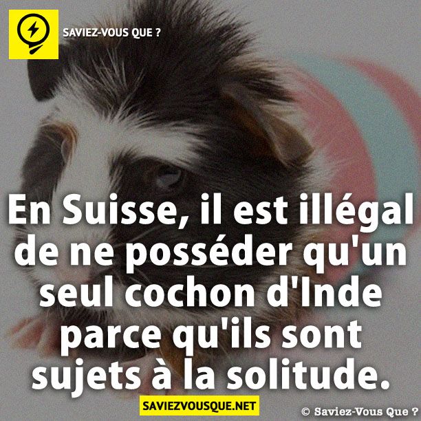 En Suisse, il est illégal de ne posséder qu&#039;un seul cochon d&#039;Inde parce qu&#039;ils sont sujets à la solitude.