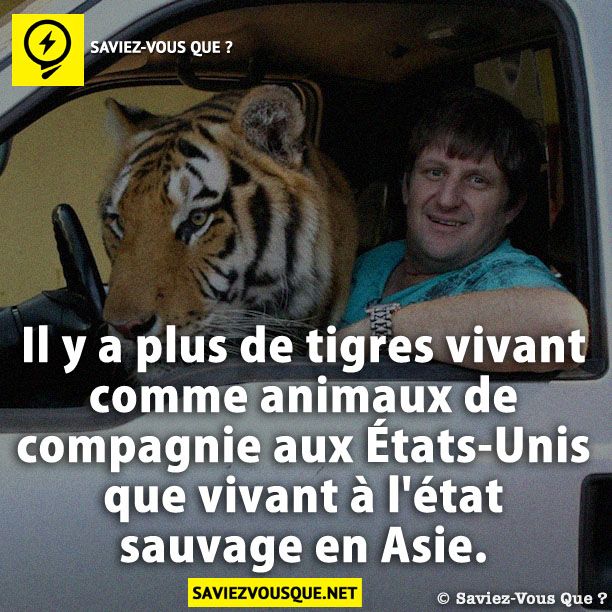 Il y a plus de tigres vivant comme animaux de compagnie aux États-Unis que vivant à l'état sauvage en Asie.