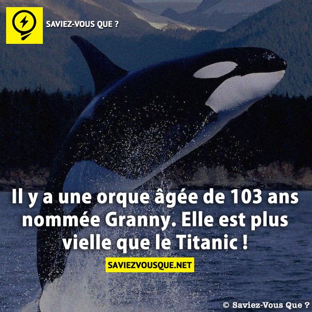 Il y a une orque âgée de 103 ans nommée Granny. Elle est plus vielle que le Titanic !