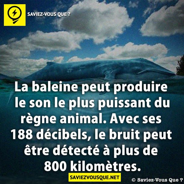 La baleine peut produire le son le plus puissant du règne animal. Avec ses 188 décibels, le bruit peut être détecté à plus de 800 kilomètres.