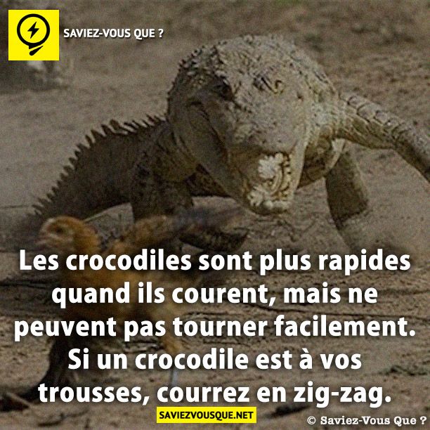 Les crocodiles sont plus rapides quand ils courent, mais ne peuvent pas tourner facilement. Si un crocodile est à vos trousses, courrez en zig-zag.
