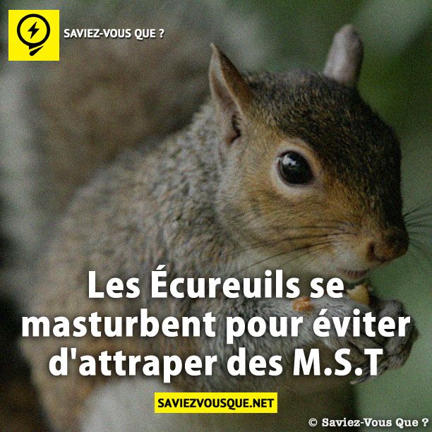 Les Écureuils se masturbent pour éviter d'attraper des M.S.T