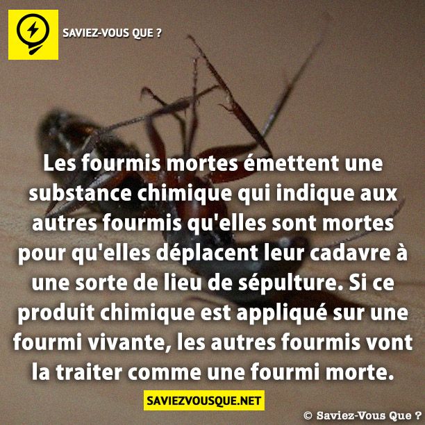 Les fourmis mortes émettent une substance chimique qui indique aux autres fourmis qu'elles sont mortes pour qu'elles déplacent leur cadavre à une sorte de lieu de sépulture. Si ce produit chimique est appliqué sur une fourmi vivante, les autres fourmis vont la traiter comme une fourmi morte.