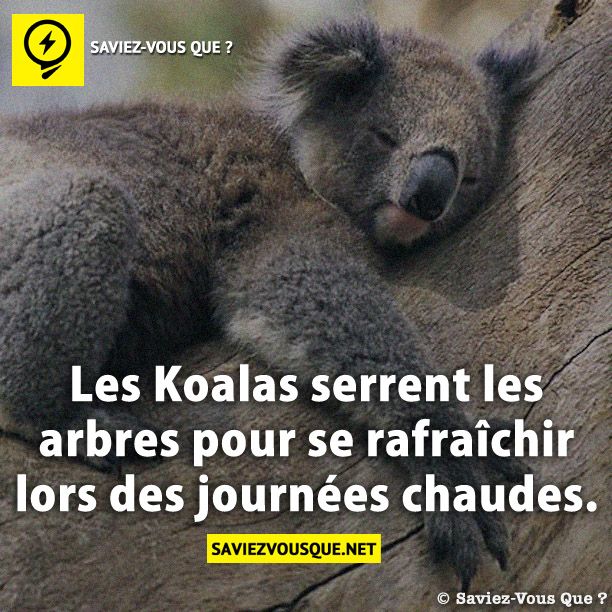 Les Koalas serrent les arbres pour se rafraîchir lors des journées chaudes.