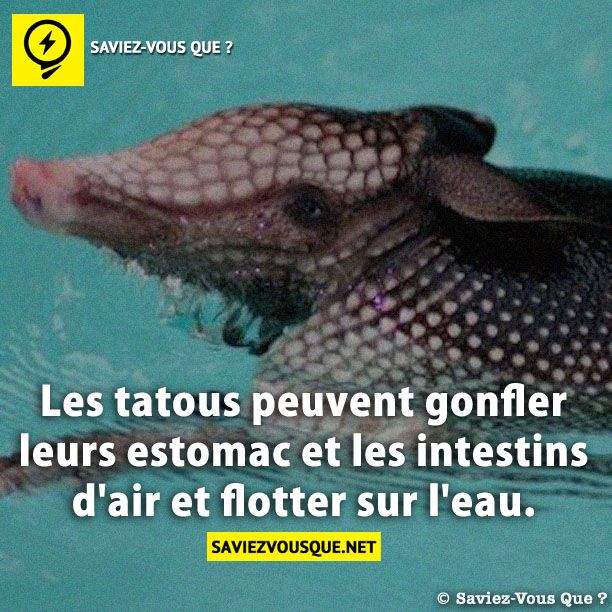 Les tatous peuvent gonfler leurs estomac et les intestins d&#039;air et flotter sur l&#039;eau.