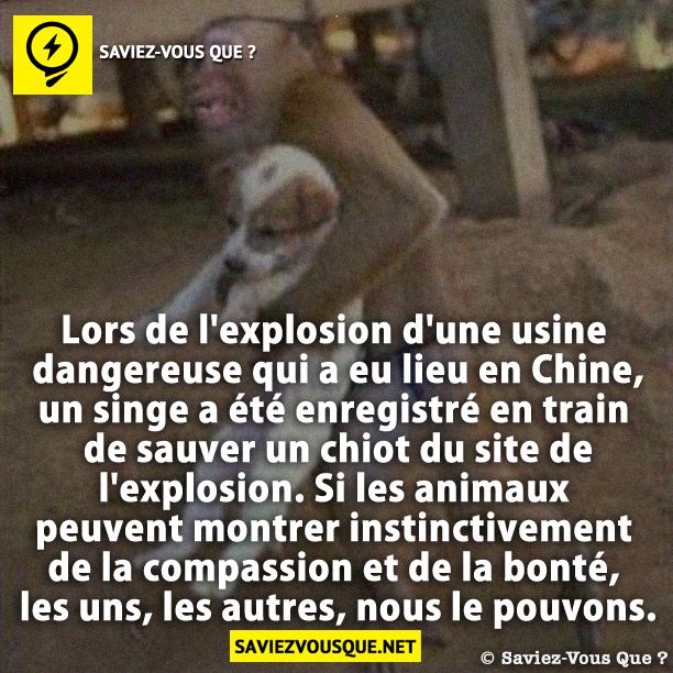 Lors de l&#039;explosion d&#039;une usine dangereuse qui a eu lieu en Chine, un singe a été enregistré en train de sauver un chiot du site de l&#039;explosion. Si les animaux peuvent montrer instinctivement de la compassion et de la bonté, les uns, les autres, nous le pouvons.