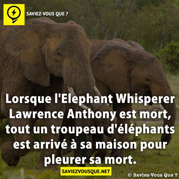 Lorsque l&#039;Elephant &quot;Whisperer&quot; Lawrence Anthony est mort, tout un troupeau d&#039;éléphants est arrivé à sa maison pour pleurer sa mort.