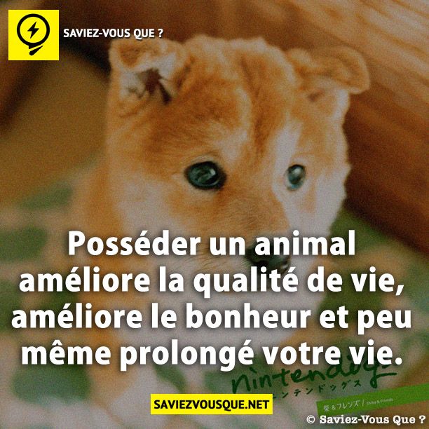 Posséder un animal améliore la qualité de vie, améliore le bonheur et peu même prolongé votre vie.