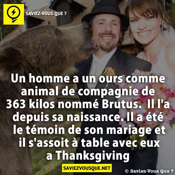 Un homme a un ours comme animal de compagnie de 363 kilos nommé Brutus.  Il l'a depuis sa naissance. Il a été le témoin de son mariage et il s'assoit à table avec eux a Thanksgiving