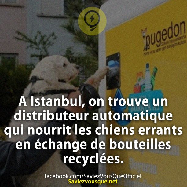 A Istanbul, on trouve un distributeur automatique qui nourrit les chiens errants en échange de bouteilles recyclées.