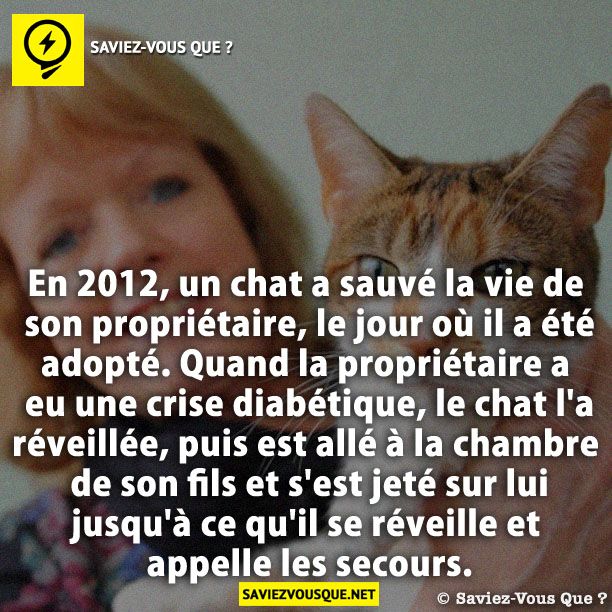 En 2012, un chat a sauvé la vie de son propriétaire, le jour où il a été adopté. Quand la propriétaire a eu une crise diabétique, le chat l&#039;a réveillée, puis est allé à la chambre de son fils et s&#039;est jeté sur lui jusqu&#039;à ce qu&#039;il se réveille et appelle les secours.