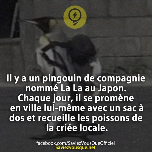 Il y a un pingouin de compagnie nommé La La au Japon. Chaque jour, il se promène en ville lui-même avec un sac à dos et recueille les poissons de la criée locale.