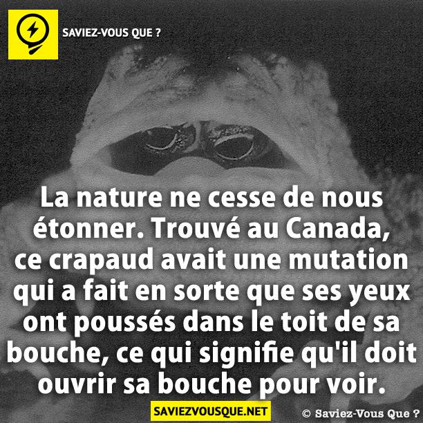 La nature ne cesse de nous étonner. Trouvé au Canada, ce crapaud avait une mutation qui a fait en sorte que ses yeux ont poussés dans le toit de sa bouche, ce qui signifie qu&#039;il doit ouvrir sa bouche pour voir.
