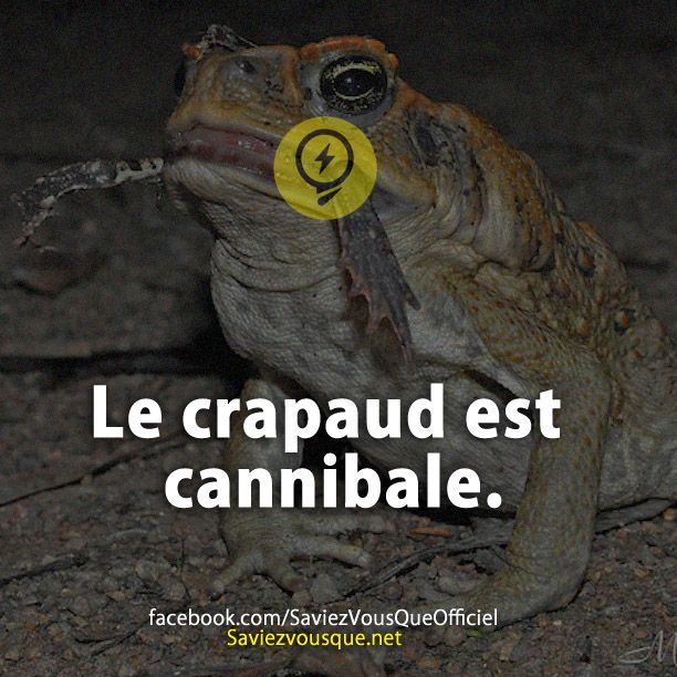 Le crapaud est cannibale