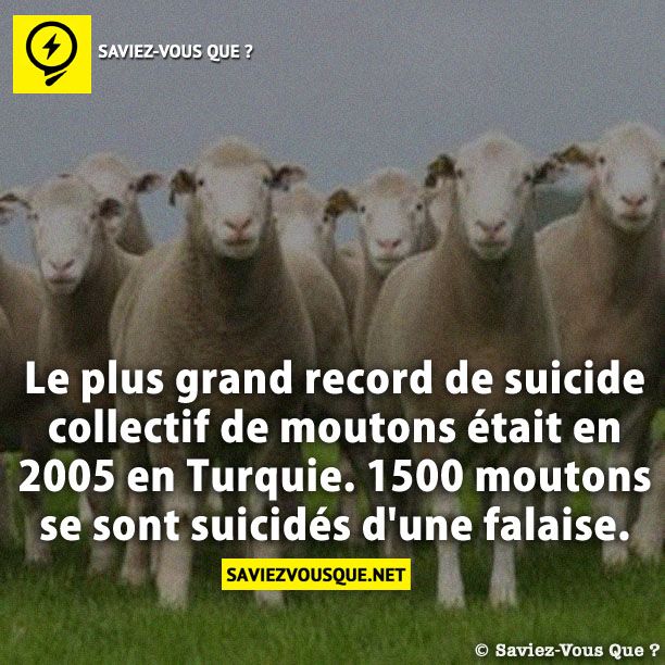 Le plus grand record de suicide collectif de moutons était en 2005 en Turquie. 1500 moutons se sont suicidés d'une falaise.