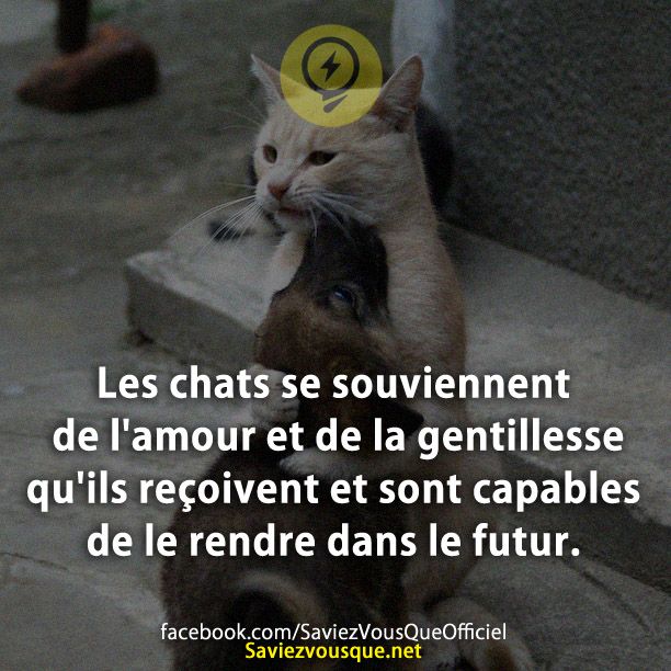 Les chats se souviennent de l'amour et de la gentillesse qu'ils reçoivent et sont capables de le rendre dans le futur.