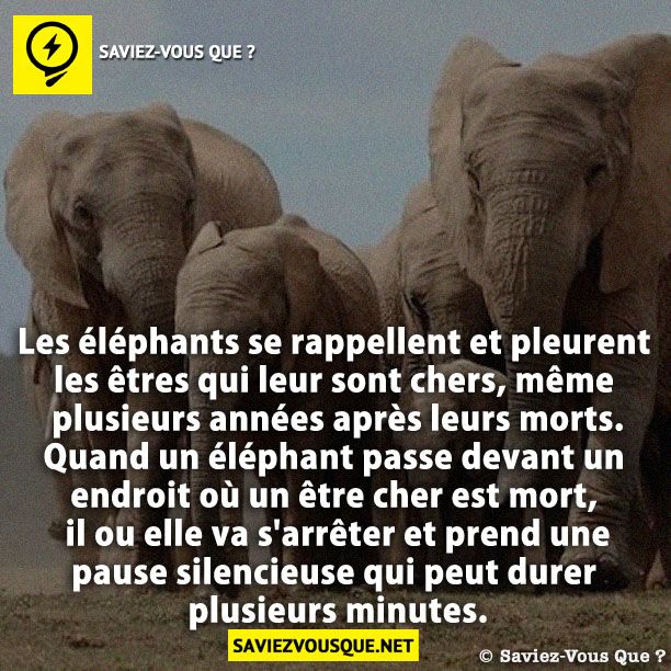 Les éléphants se rappellent et pleurent les êtres qui leur sont chers, même plusieurs années après leurs morts. Quand un éléphant passe devant un endroit où un être cher est mort, il ou elle va s&#039;arrêter et prend une pause silencieuse qui peut durer plusieurs minutes.