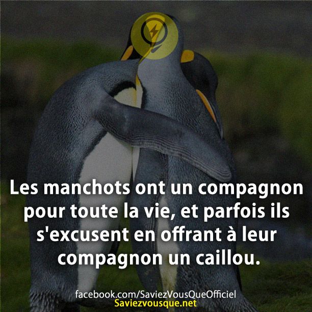 Les manchots ont un compagnon pour toute la vie, et parfois ils s&#039;excusent en offrant à leur compagnon un caillou.