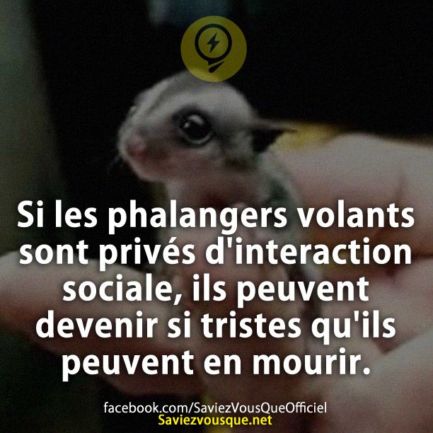 Si les phalangers volants sont privés d&#039;interaction sociale, ils peuvent devenir si tristes qu&#039;ils peuvent en mourir.