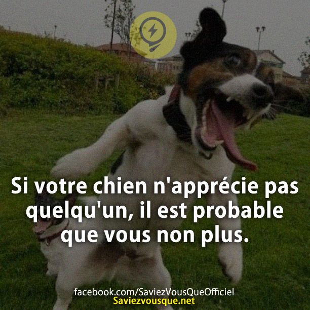 Si votre chien n&#039;apprécie pas quelqu&#039;un, il est probable que vous non plus.