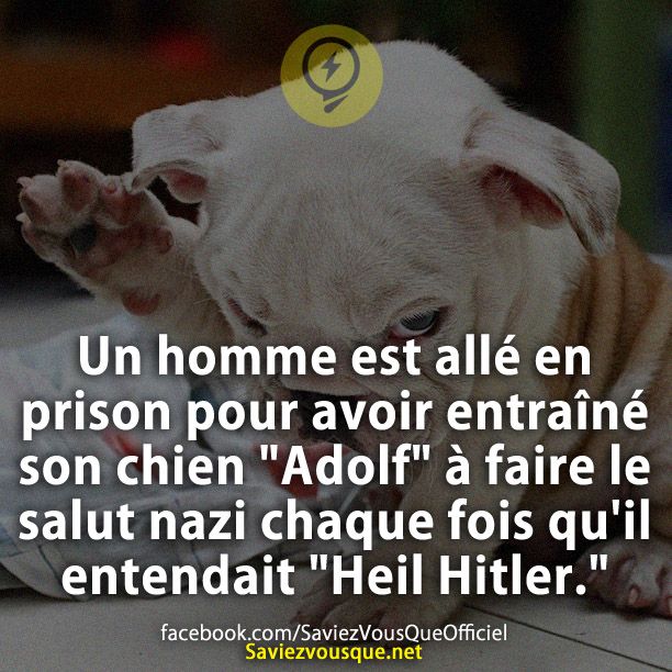 Un homme est allé en prison pour avoir entraîné son chien "Adolf" à faire le salut nazi chaque fois qu'il entendait "Heil Hitler."