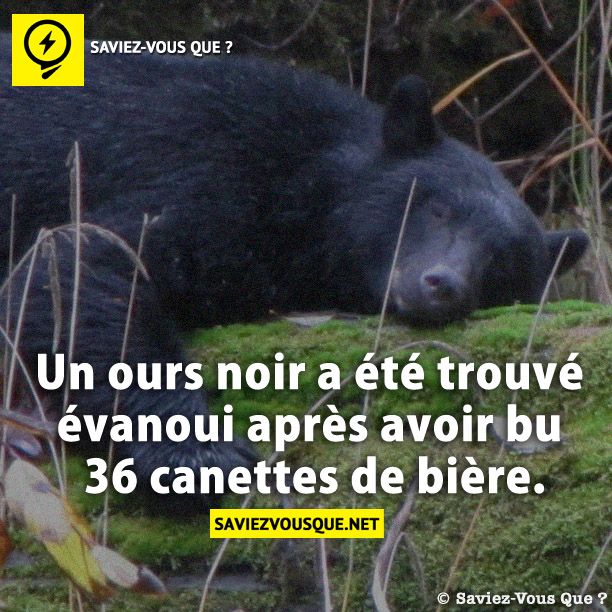 Un ours noir a été trouvé évanoui après avoir bu 36 canettes de bière.