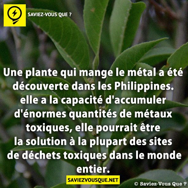 Une plante qui mange le métal a été découverte dans les Philippines. elle a la capacité d&#039;accumuler d&#039;énormes quantités de métaux toxiques, elle pourrait être la solution à la plupart des sites de déchets toxiques dans le monde entier