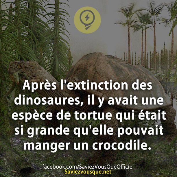 Après l&#039;extinction des dinosaures, il y avait une espèce de tortue qui était si grande qu&#039;elle pouvait manger un crocodile.