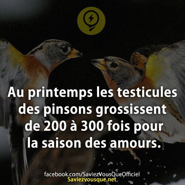 Au printemps les testicules des pinsons grossissent de 200 à 300 fois pour la saison des amours.