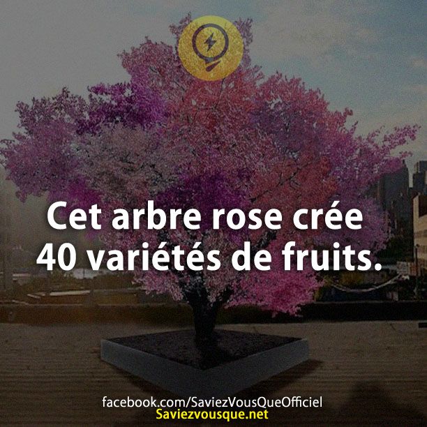 Cet arbre rose crée 40 variétés de fruits.