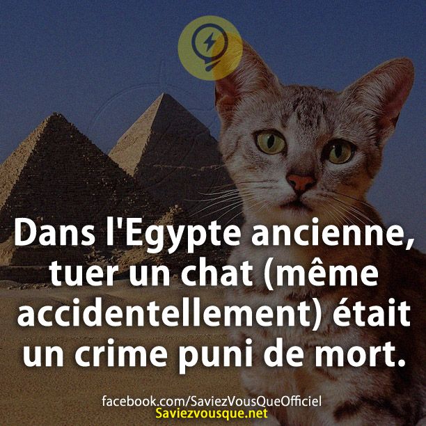 Dans l&#039;Egypte ancienne, tuer un chat (même accidentellement) était un crime puni de mort.