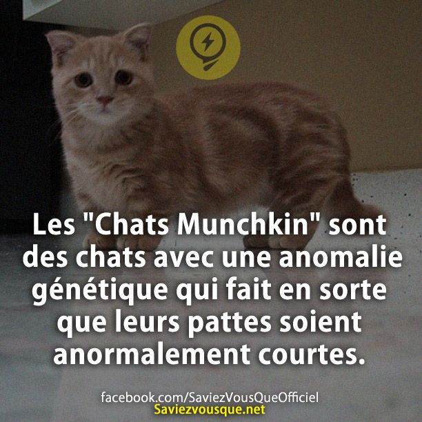 Les &quot;Chats Munchkin&quot; sont des chats avec une anomalie génétique qui fait en sorte que leurs pattes soient anormalement courtes.