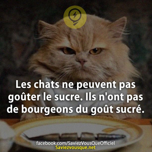 Les chats ne peuvent pas goûter le sucre. Ils n&#039;ont pas de bourgeons du goût sucré.