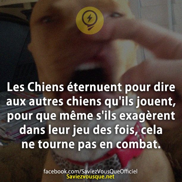 Les Chiens éternuent pour dire aux autres chiens qu&#039;ils jouent, pour que même s&#039;ils exagèrent dans leur jeu des fois, cela ne tourne pas en combat.