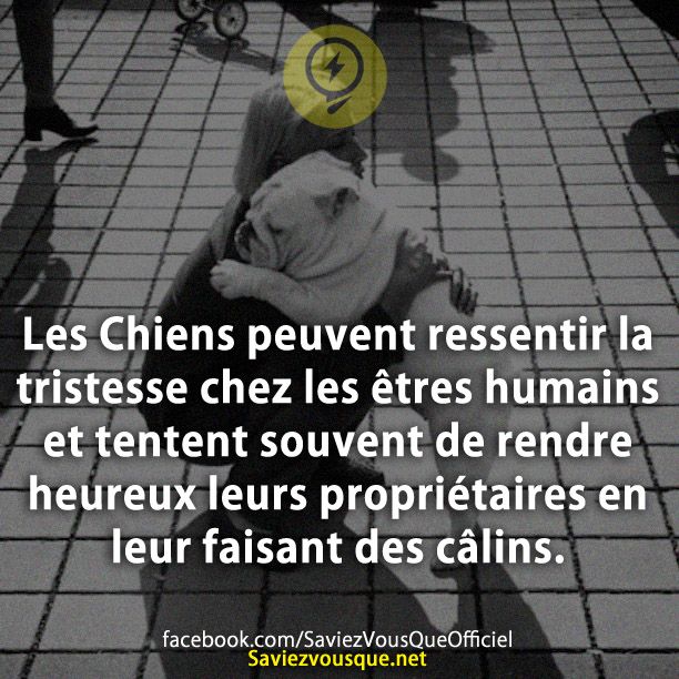 Les Chiens peuvent ressentir la tristesse chez les êtres humains et tentent souvent de rendre heureux leurs propriétaires en leur faisant des câlins.