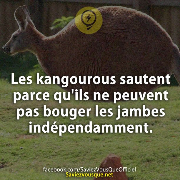 Les kangourous sautent parce qu&#039;ils ne peuvent pas bouger les jambes indépendamment.