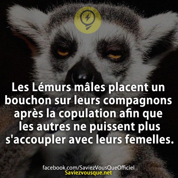 Les Lémurs mâles placent un bouchon sur leurs compagnons après la copulation afin que les autres ne puissent plus s'accoupler avec leurs femelles.